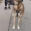 EMILIA - sucht Familienanschluss