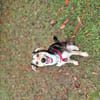 Marley - ein fröhlicher Jungrüde