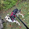 Marley - ein fröhlicher Jungrüde