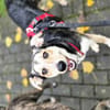 Marley - ein fröhlicher Jungrüde
