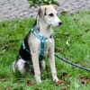 Geben Sie Bellino eine Chance?