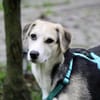 Geben Sie Bellino eine Chance?