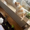 Ruhiger Schmusekater Fer