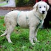 Liebenswerter Mandrake sucht Familie