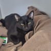 Kolbe (En cours d'adoption)