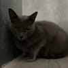 ANOUK