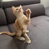 MILO
