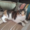 AMANDINE