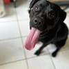 Tito, mâle croisé berger, né le 10/02/2022 🐶