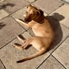 Fifi, mâle croisé berger, né le 15/06/2022 🐶