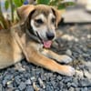 Zinfandel, mâle croisé berger, né le 14/07/2025 🐶