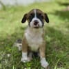 Soen, femelle berger née le 15/08/2025 🐶