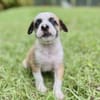 Ravi –mâle berger,né le 15/08/2025 🐶