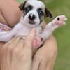 Ravi –mâle berger,né le 15/08/2025 🐶