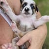 Ravi –mâle berger,né le 15/08/2025 🐶