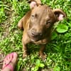 Praline, femelle berger, née le 15/07/2025 🐶