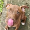 Praline, femelle berger, née le 15/07/2025 🐶