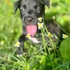 Poulette, femelle berger, née le 08/08/2025 🐶