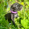 Poulette, femelle berger, née le 08/08/2025 🐶