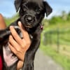 Poulette, femelle berger, née le 08/08/2025 🐶