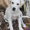Patch, mâle berger, né le 15/07/2025 🐶