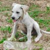 Patch, mâle berger, né le 15/07/2025 🐶