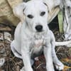 Patch, mâle berger, né le 15/07/2025 🐶