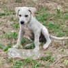 Patch, mâle berger, né le 15/07/2025 🐶