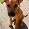 Néwis, mâle croisé berger, né le 15/06/2025 🐶