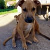 Néwis, mâle croisé berger, né le 15/06/2025 🐶