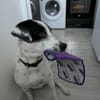 Vador l'adorable petit guerrier tripatte