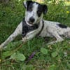 Vador l'adorable petit guerrier tripatte