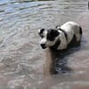 Vador l'adorable petit guerrier tripatte