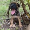 Miki, femelle Berger née le 15/08/2025 🐶