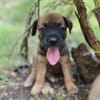 Miki, femelle Berger née le 15/08/2025 🐶