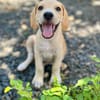 Malbec, mâle croisé berger, né le 14/07/2025 🐶