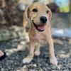Malbec, mâle croisé berger, né le 14/07/2025 🐶