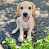 Malbec, mâle croisé berger, né le 14/07/2025 🐶