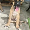 Lucky, mâle berger, né le 15/07/2025 🐶