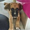 Lucky, mâle berger, né le 15/07/2025 🐶