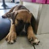 Lucky, mâle berger, né le 15/07/2025 🐶