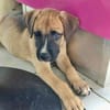 Lucky, mâle berger, né le 15/07/2025 🐶