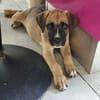 Lucky, mâle berger, né le 15/07/2025 🐶