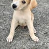Grenache, mâle croisé berger, né le 14/07/2025 🐶