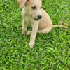 Grenache, mâle croisé berger, né le 14/07/2025 🐶
