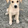 Grenache, mâle croisé berger, né le 14/07/2025 🐶