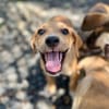 Carignan, mâle croisé berger, né le 14/07/2025 🐶
