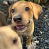 Carignan, mâle croisé berger, né le 14/07/2025 🐶