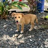 Carignan, mâle croisé berger, né le 14/07/2025 🐶