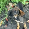 Brownie, femelle croisée berger, née le 01/08/2025 🐶